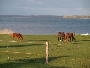 Pferde und See
